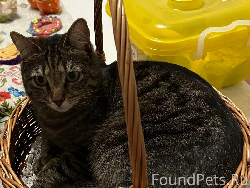 Пропал кот Ваня, Мельничный ручей