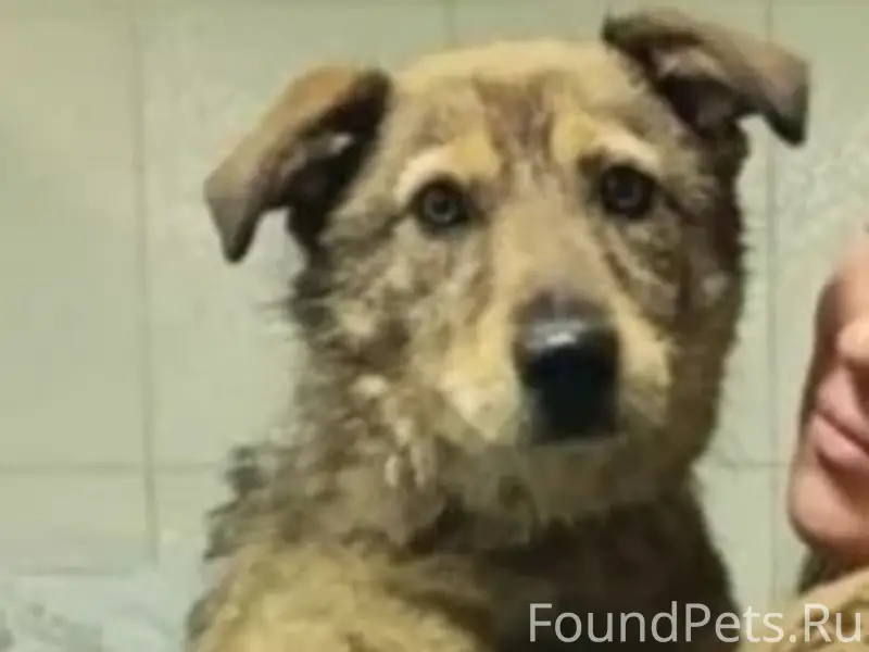 Пропала собака Пальма, Кировский район