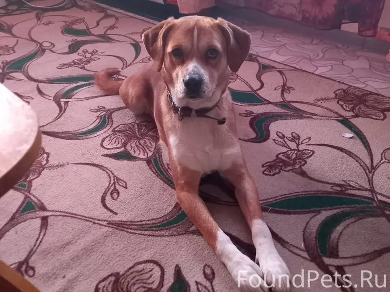 Пропал пёс, [место]