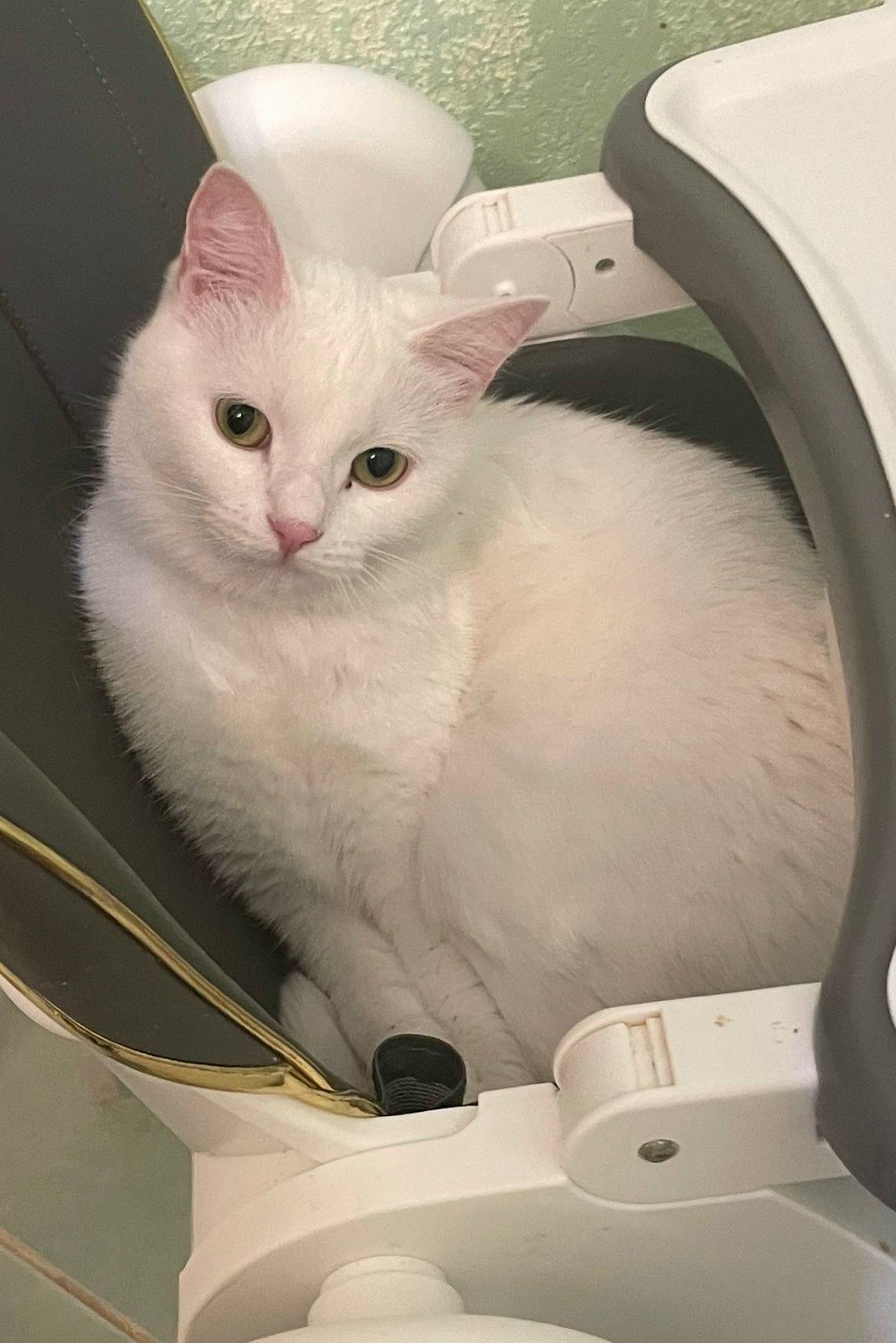 Пропала кошка, 1 Широчанка