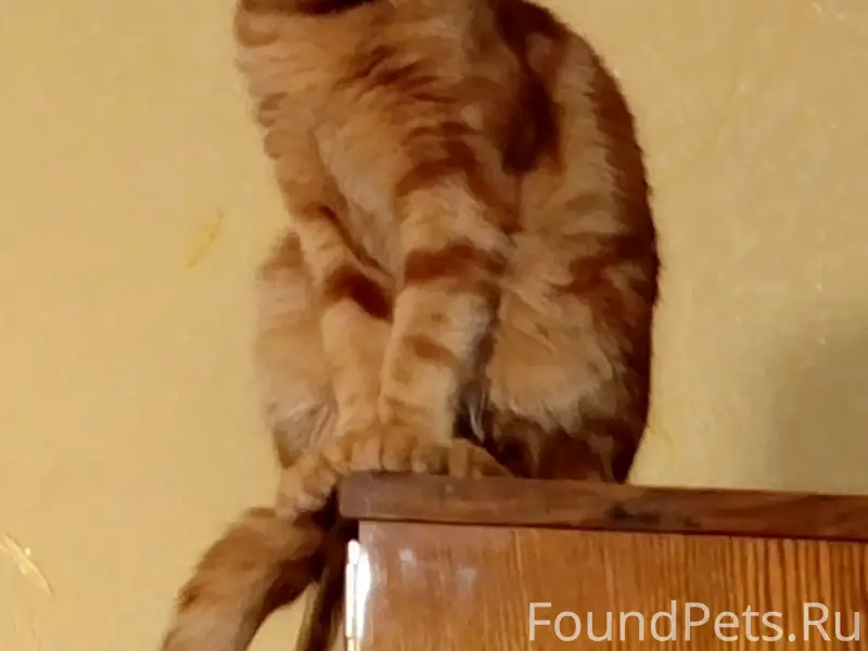 Пропал кот, Смирнова 12