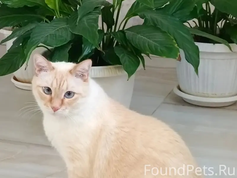 Пропал кот,