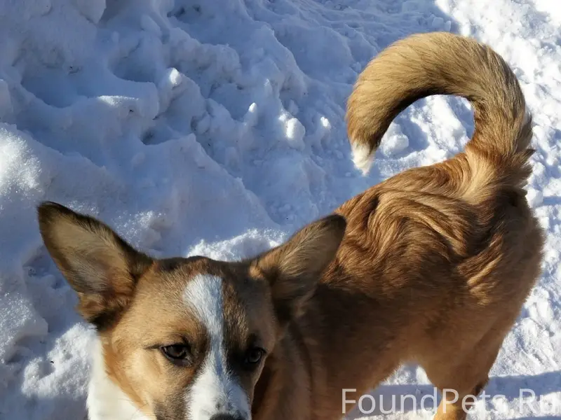 Пропала собака, место неизвестно