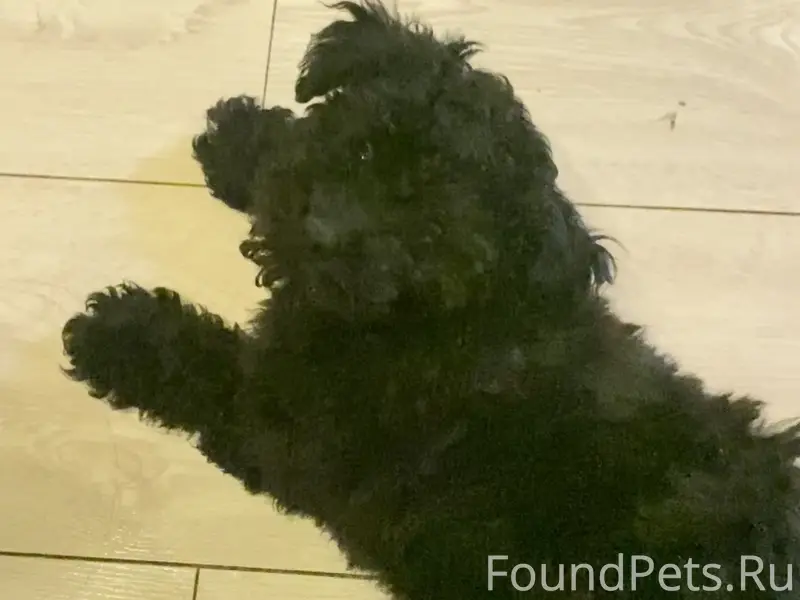 Пропал карликовый пудель, последний раз на Толстого 25а