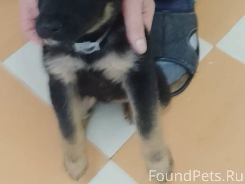 Найден щенок девочка, центральный стадион