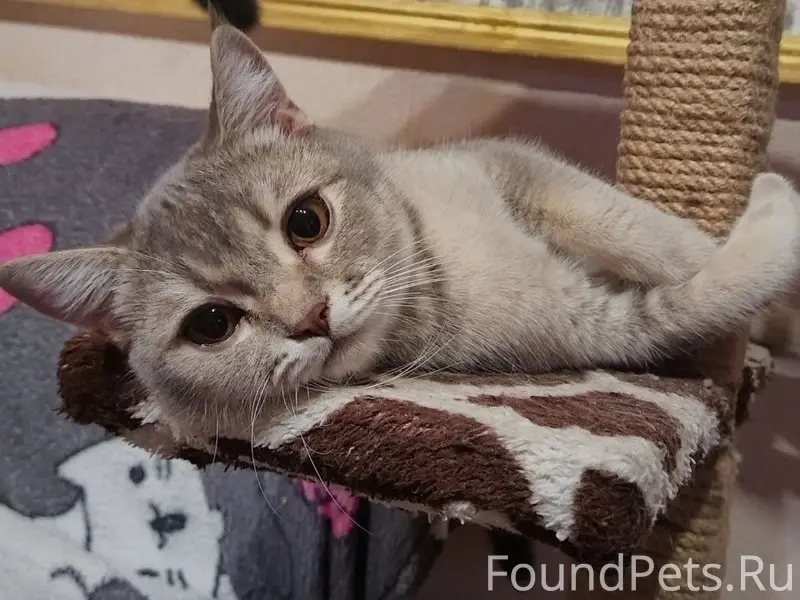 Пропал кот, район больницы моряков