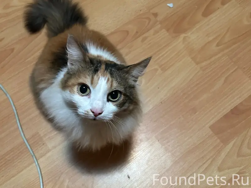 Найдена кошка, видно что домашняя, подъезд