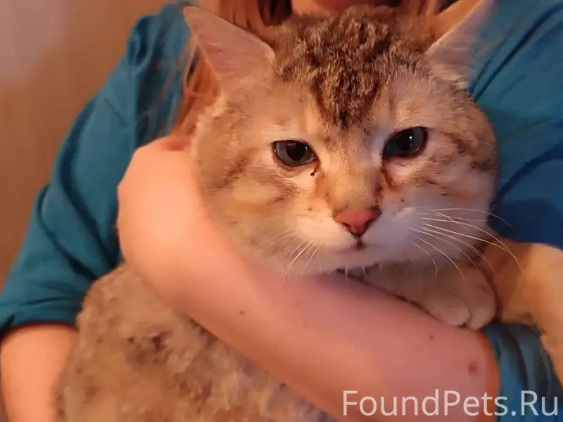 Найден кот без хвоста, Чкаловская улица