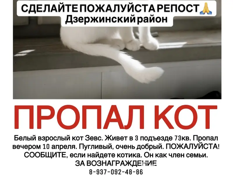 Пропал кот, Дзержинский район
