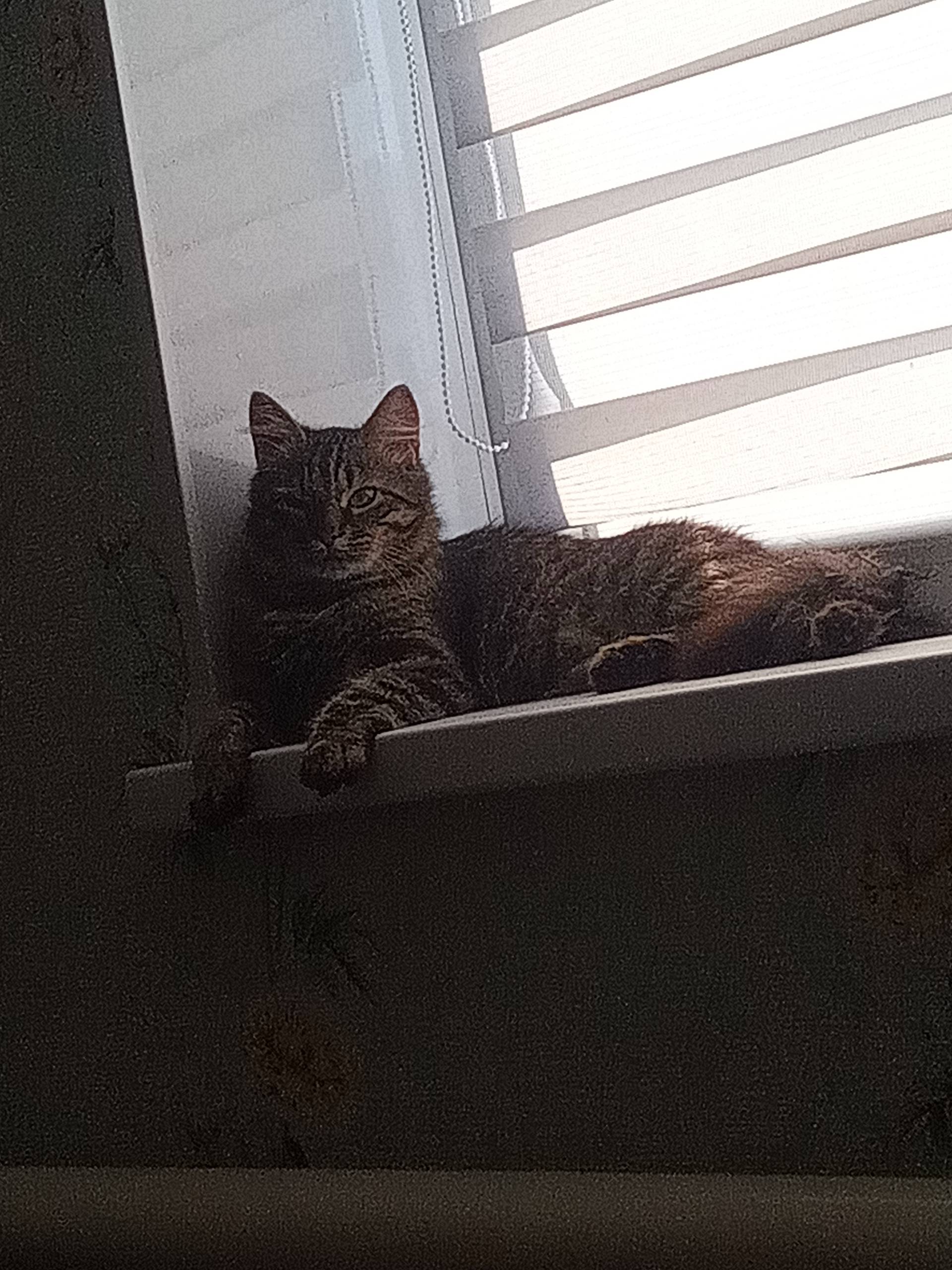 Пропал кот, свяжитесь по номеру 89009493126