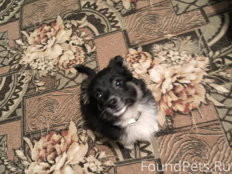 Пропал Чип, район байдаевки