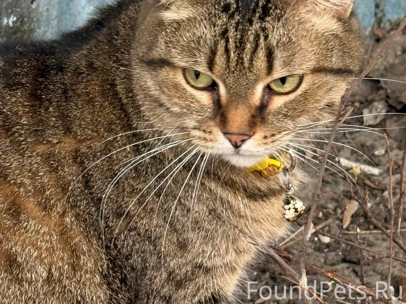 Найдена кошка, Ленинский район