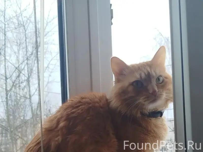 Пропал кот Рыжик, улица Юго-Западная