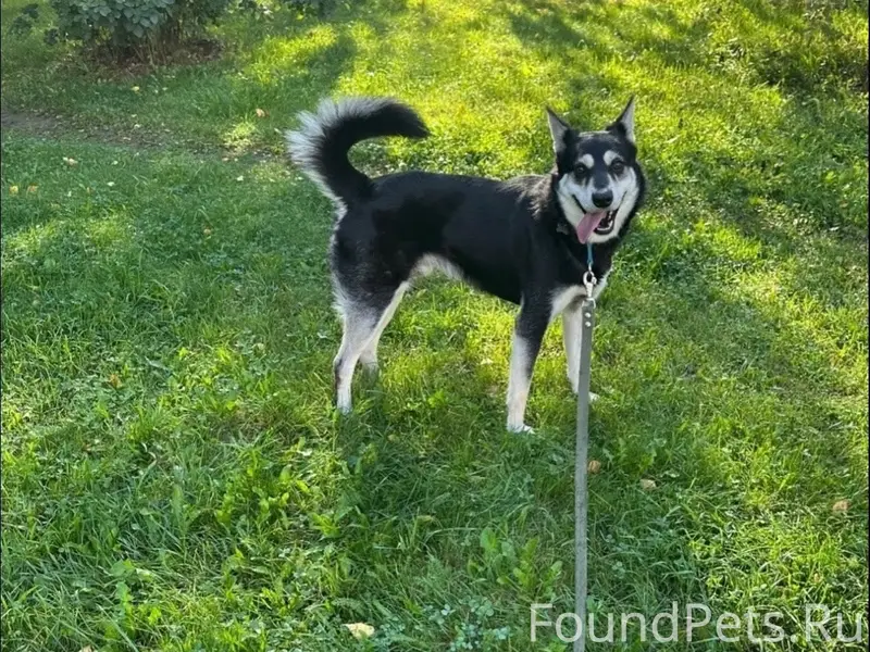 Пропал кобель, Приморский район