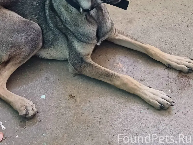 Пропала девочка щенок, Набережная, Ленина