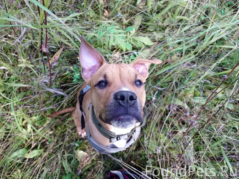 Пропал стаффорд Бакс, г. Красноуральск