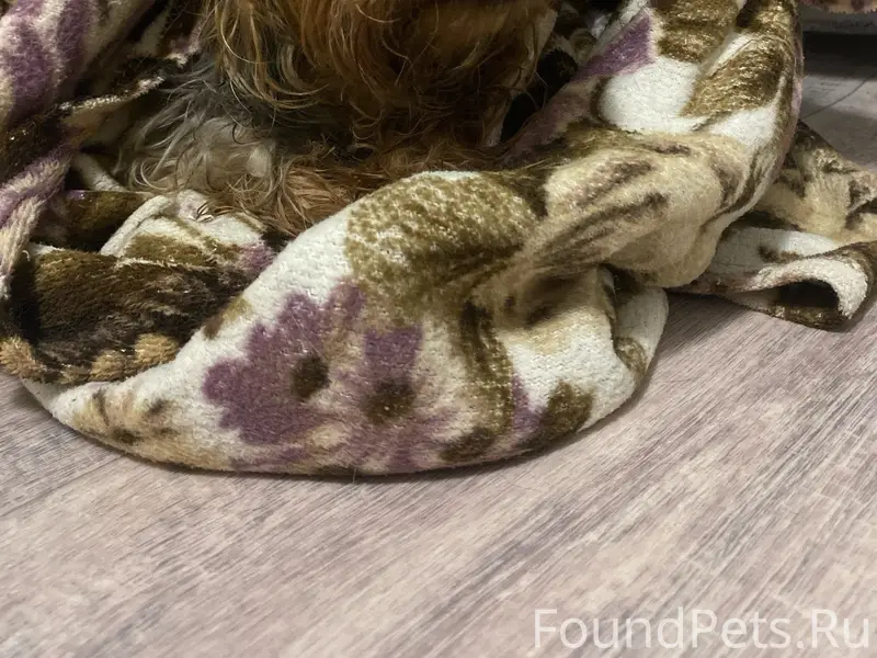 Найден йоркширский терьер, улица Интернациональная