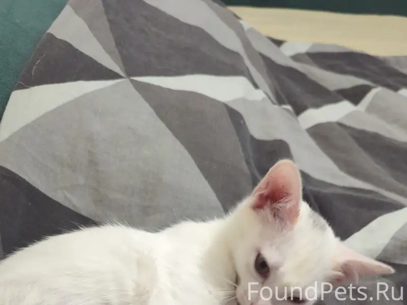 Пропала кошка, Ленинградский 83