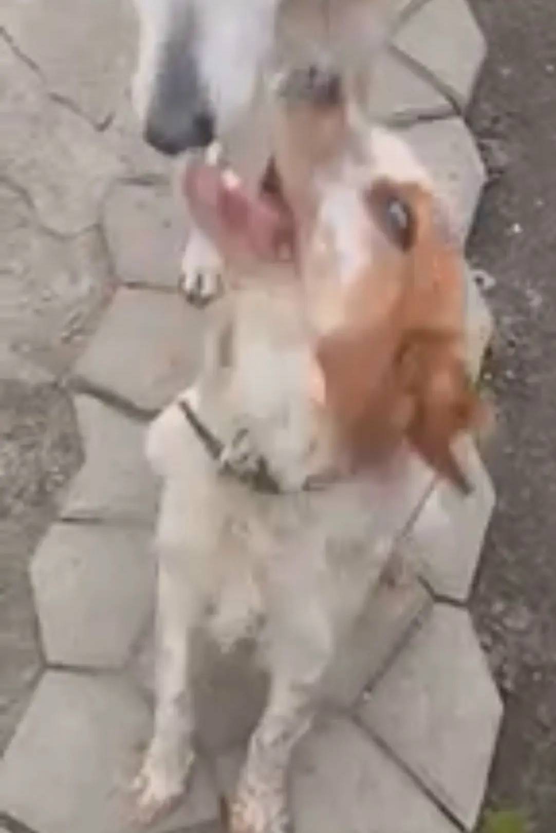 Пропали: бретонский эпаньоль и русская гончая, Бутурлиновка