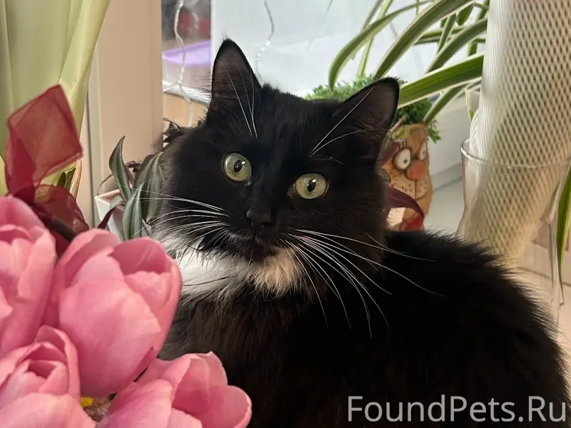 Пропал кот Йосик, село Пирочи