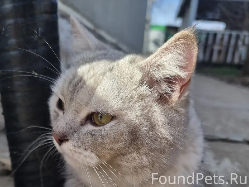 Найден британец, Заречье