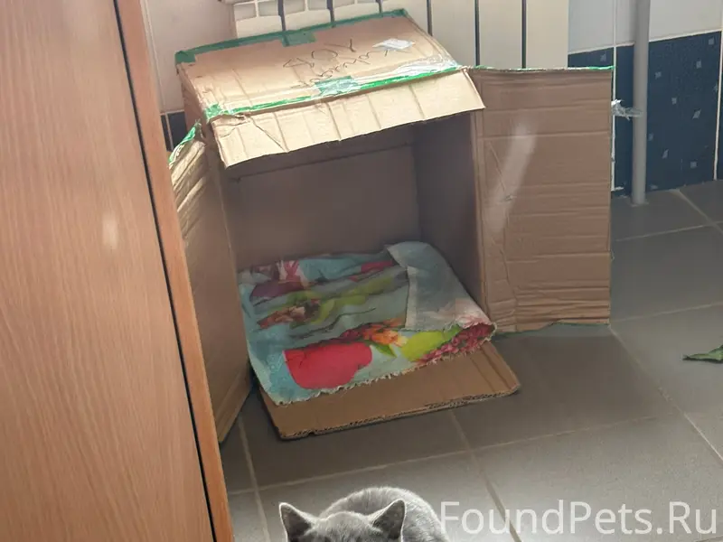 Найден котёнок, район дома моды