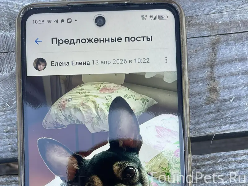 Пропал [тип неизвестен] Дима, посёлок 'покличка'