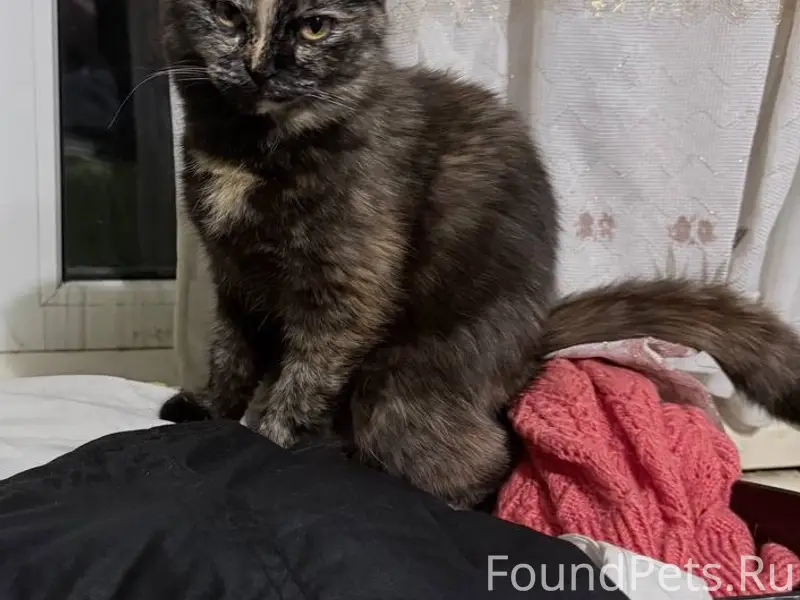 Пропала трехцветная кошка Бусинка, Чик