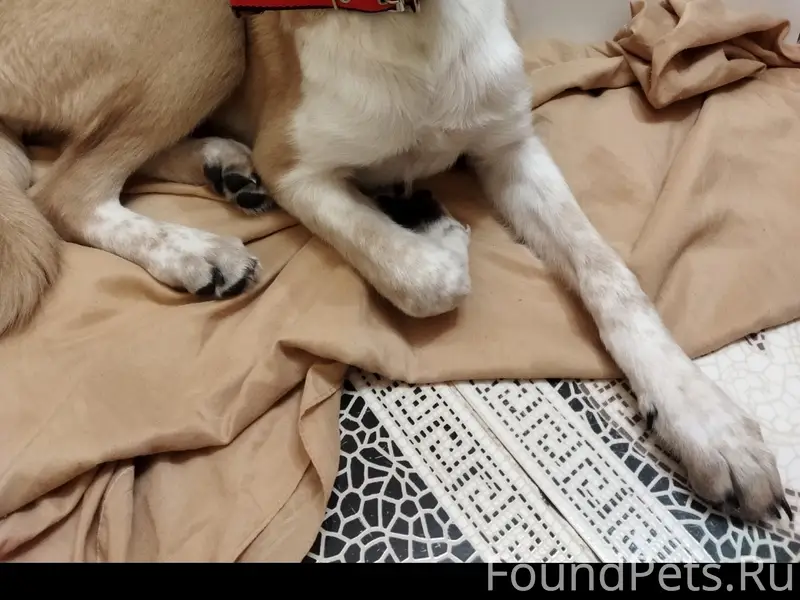 Пропала собака, район кинотеатра Искра