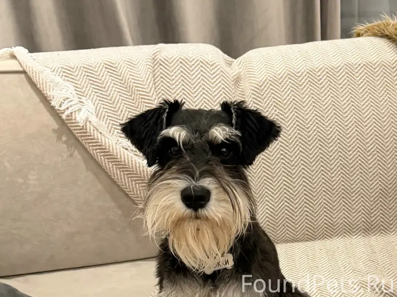 Пропал цвергшнауцер, Заволжье, ул. Заречная