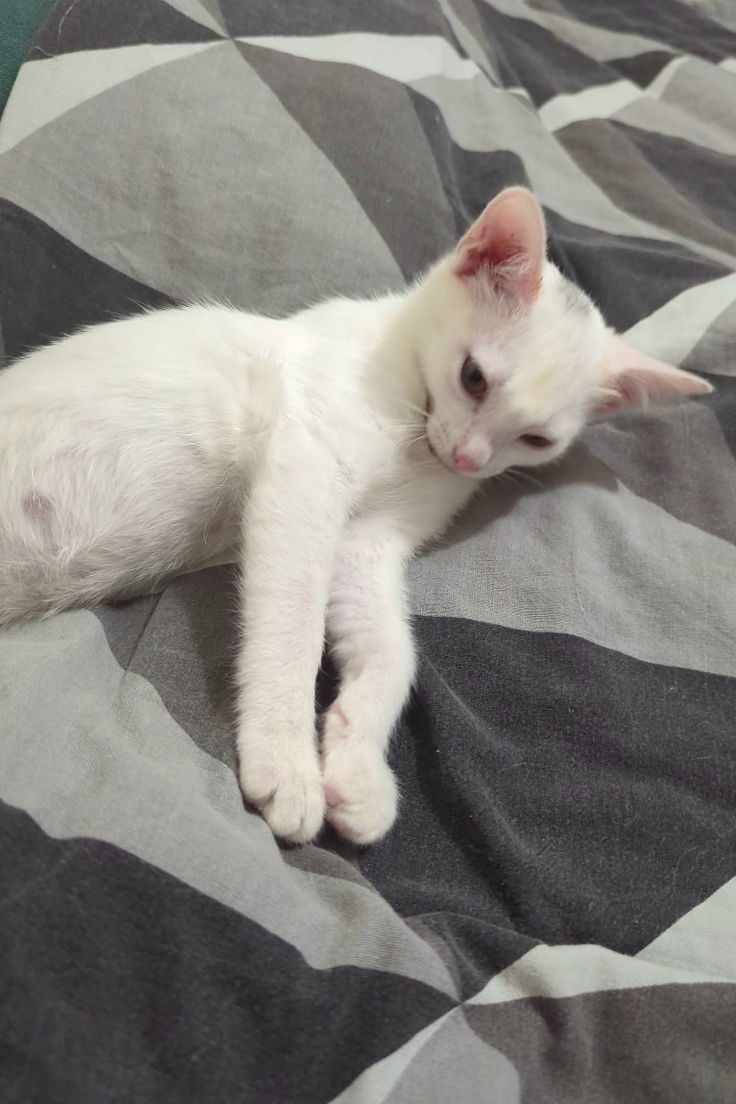 Пропала кошка, Ленинградский район