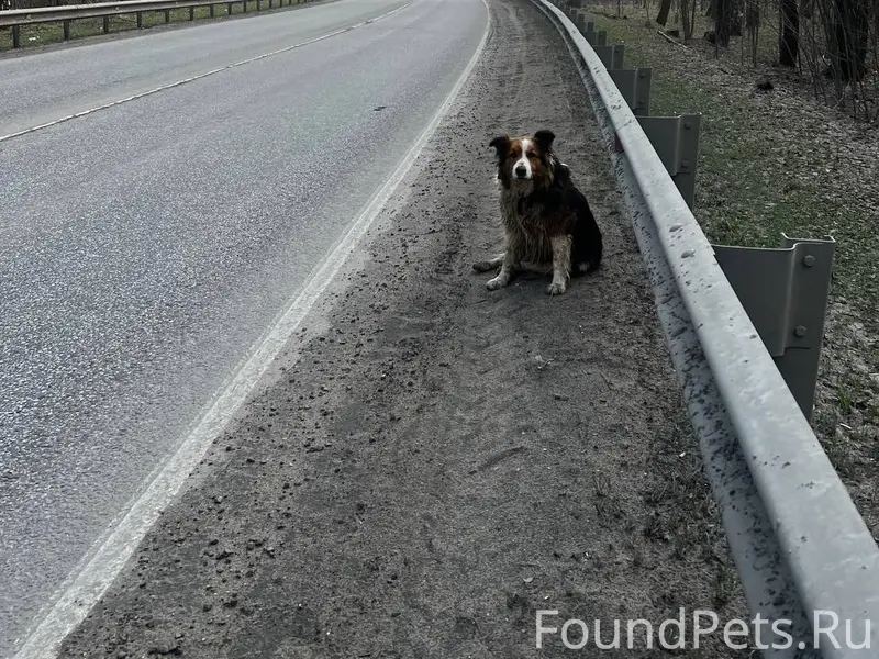 Найден метис австралийской овчарки, Лыткарино