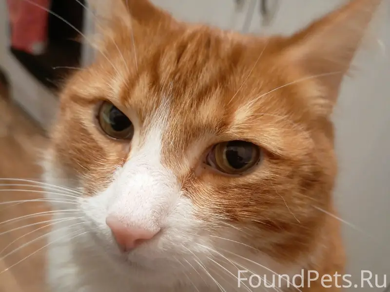 Пропал кот Боня, район Борки