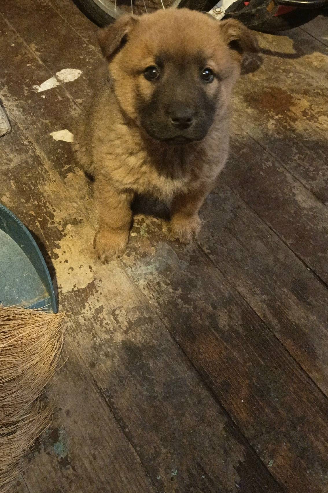 Найден щенок, улица Достоевского