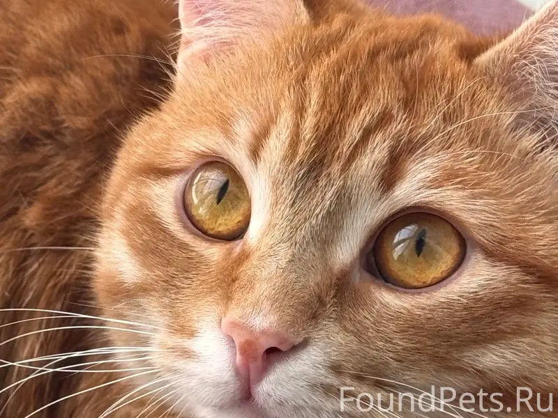 Пропал кот Сёма, Сосновый мкр