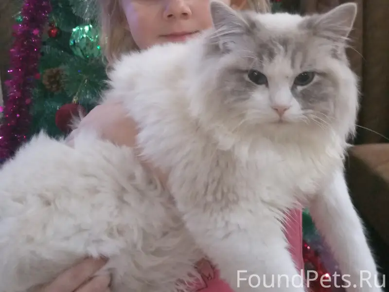 Пропал кот Друг