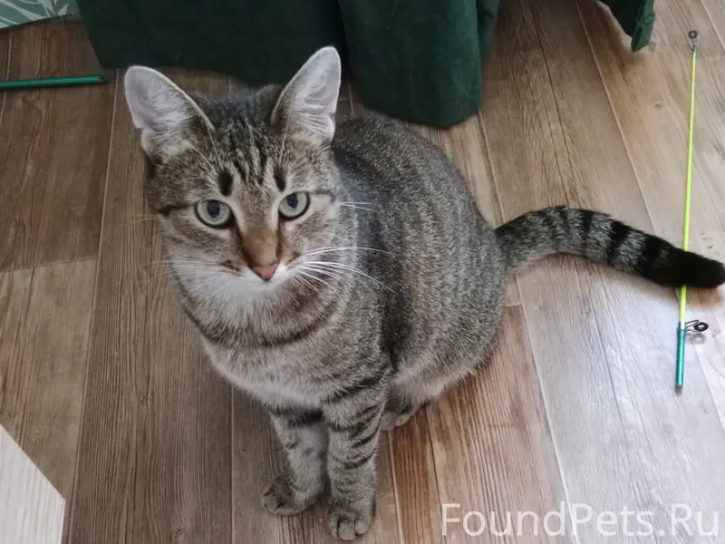 Пропала кошка, Ярославская 16А