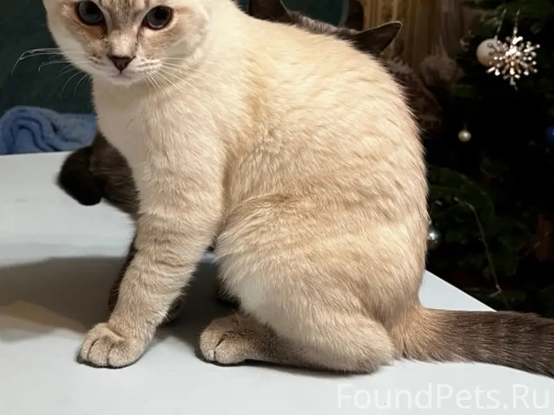 Пропал котёнок, район Тухачевского 247