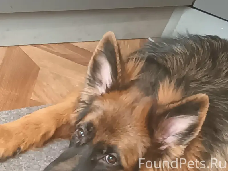 Пропала овчарка Лейла, ул. Ш. Рустовели 27