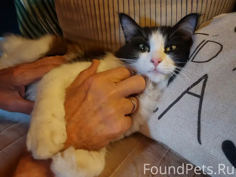 Найдена кошка Доминошка