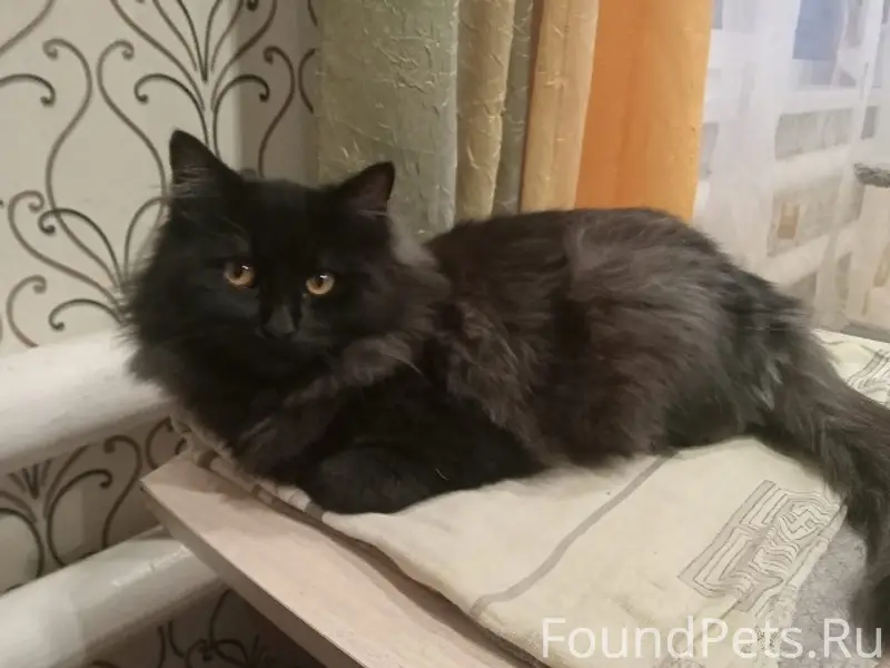 Пропала пушистая чёрная кошка, без местоположения