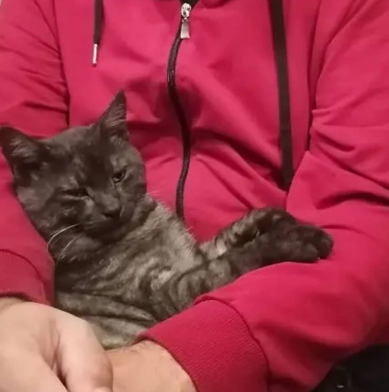 Пропал кот Алмаз, район старой больницы, Шуган