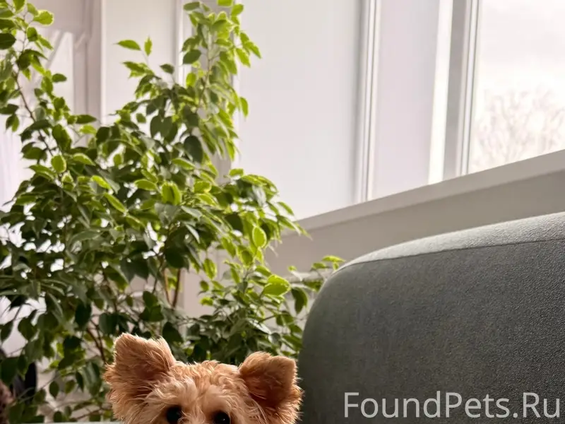 Найден пёс, Йошкар-Ола