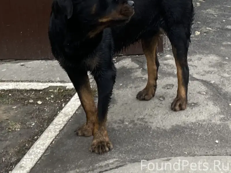 Ротвейлер