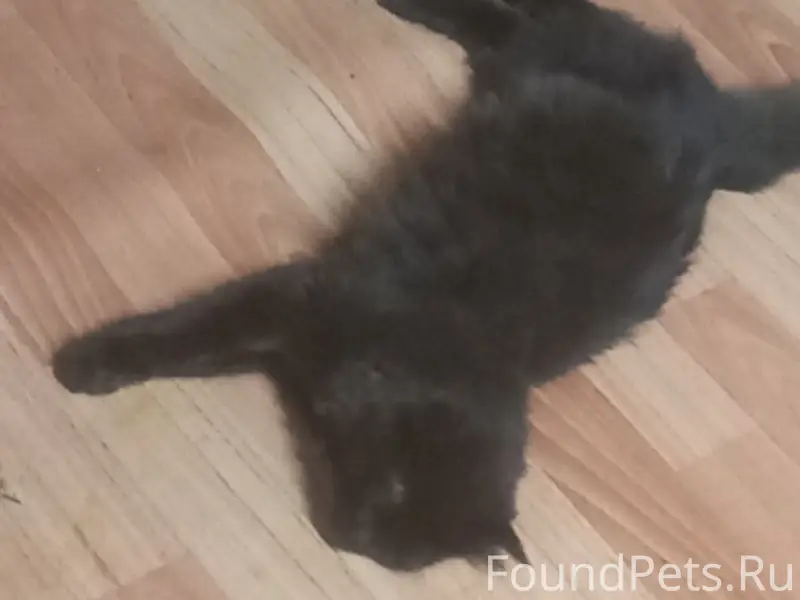 Пропали коты Зевс и Нюр, район пятерочки