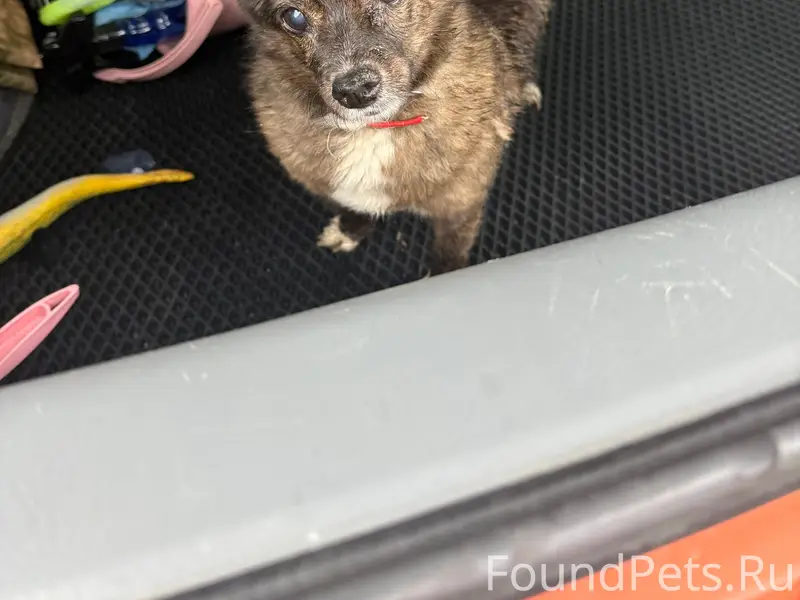 Найден метис, трасса Молочное-Евпатория