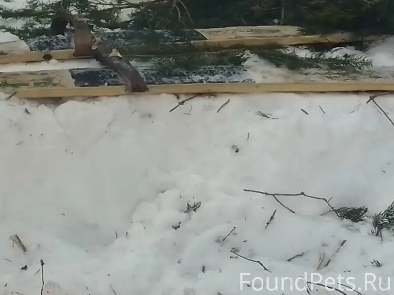 Пропал пёс, передняя лапа поранена, [место не указано]