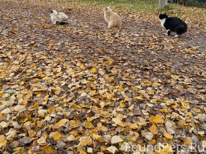Пропали кошки, просьба сообщить информацию