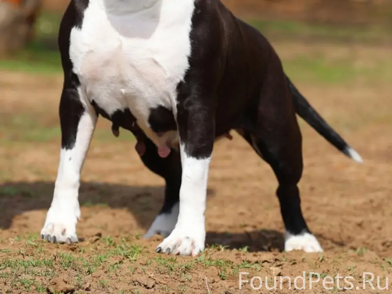 Пропала собака Юта, мебельной - речники