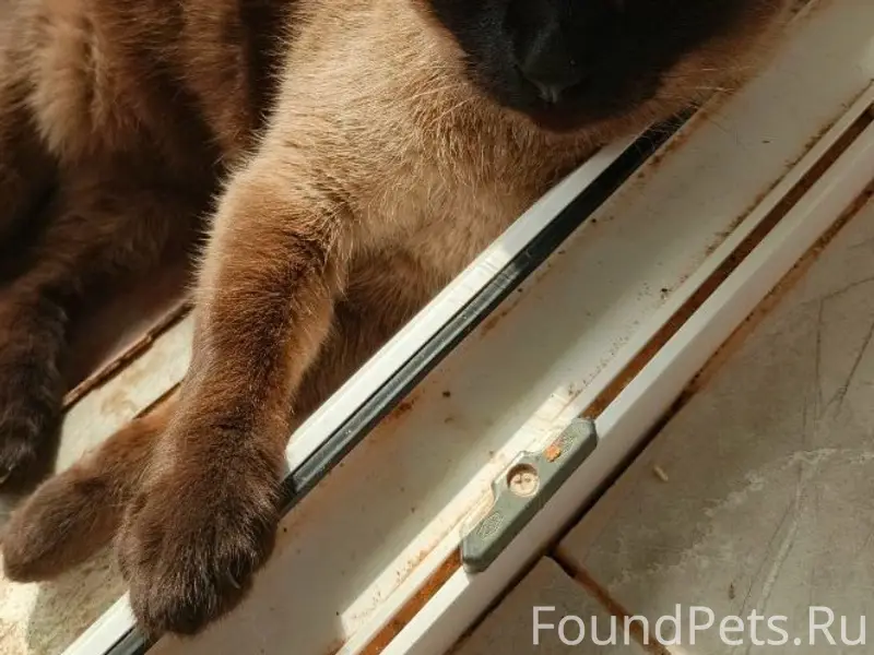 Пропал сиамский кот, улица Пландина